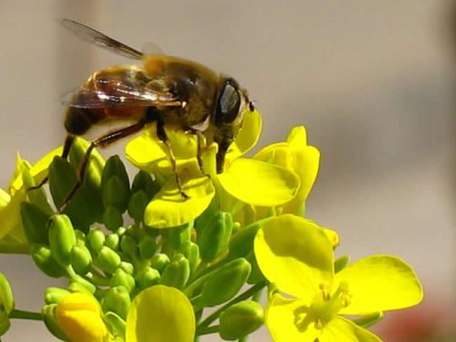 【蜜蜂知識】蜂王不產卵的原因 蜂王不產卵的原因