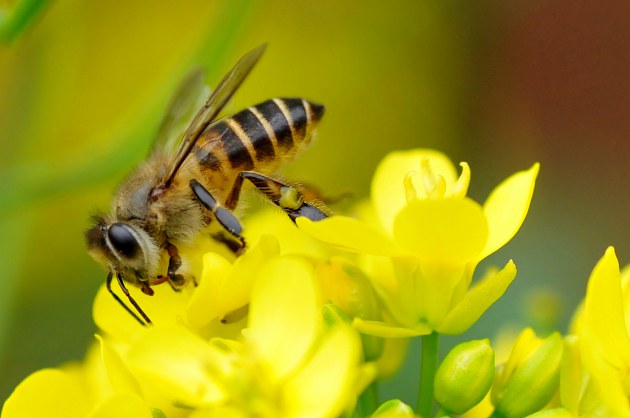 養蜂技術講解講述(養蜂技術指導) 養蜂技術講解講述(養蜂技術指導)
