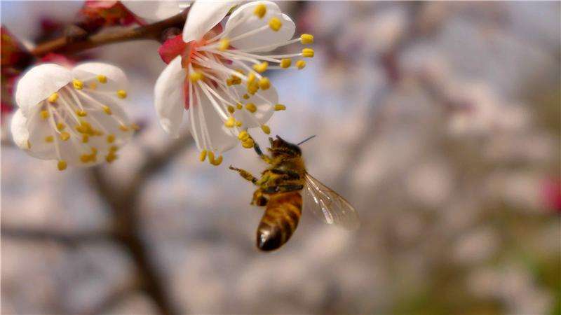 蜜蜂會(huì)不會(huì)叫（蜜蜂蜂王發(fā)出來(lái)嗡嗡的聲音）