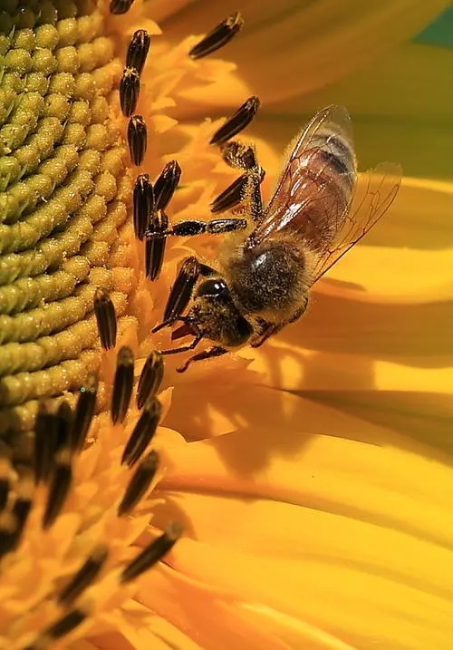 新買回來蜂蜜沒有子脾的幾天才穩(wěn)定下來去采花粉 新買回來蜂蜜沒有子脾的幾天才穩(wěn)定下來去采花粉