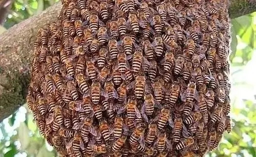 新買回來蜂蜜沒有子脾的幾天才穩(wěn)定下來去采花粉 新買回來蜂蜜沒有子脾的幾天才穩(wěn)定下來去采花粉