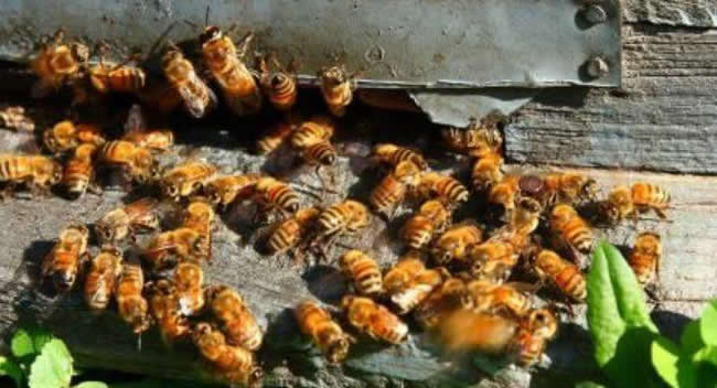 2021年蜜蜂養(yǎng)殖的前景(蜜蜂養(yǎng)殖的現(xiàn)狀) 2021年蜜蜂養(yǎng)殖的前景(蜜蜂養(yǎng)殖的現(xiàn)狀)