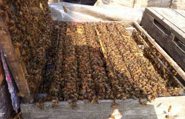 2021年蜜蜂養(yǎng)殖的前景(蜜蜂養(yǎng)殖的現(xiàn)狀) 2021年蜜蜂養(yǎng)殖的前景(蜜蜂養(yǎng)殖的現(xiàn)狀)