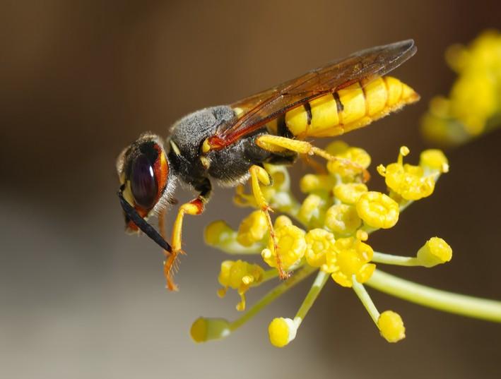 從偵查蜂能判斷當天有蜂來嗎(偵查蜂誘蜂來蜂的征兆) 從偵查蜂能判斷當天有蜂來嗎(偵查蜂誘蜂來蜂的征兆)