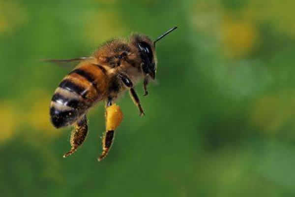 為什么夏天蜜蜂易飛逃? 為什么夏天蜜蜂易飛逃?