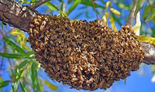 為什么夏天蜜蜂易飛逃? 為什么夏天蜜蜂易飛逃?