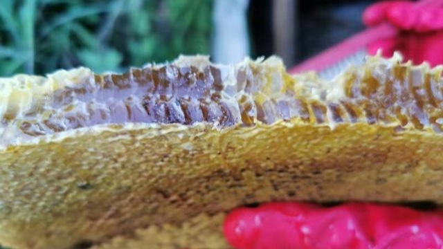 蜂巢里的蜜怎么取(取蜜的3種常用方法) 蜂巢里的蜜怎么取(取蜜的3種常用方法)