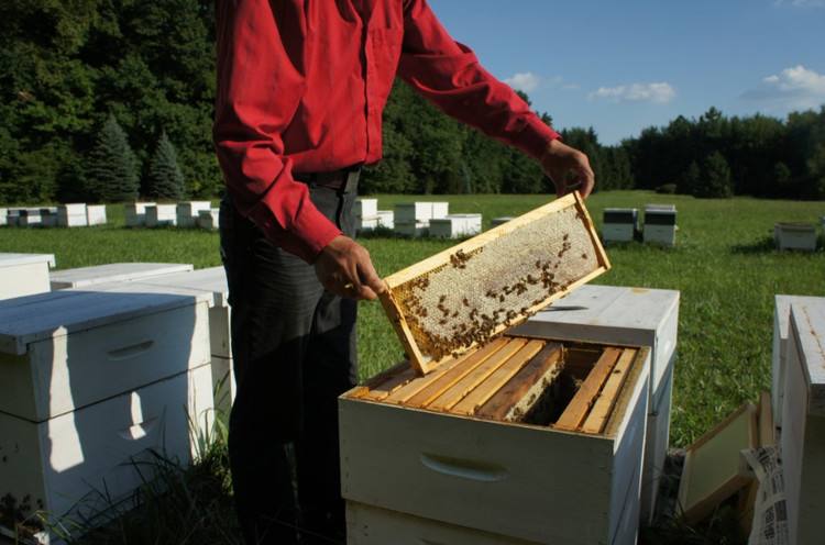 【蜜蜂養(yǎng)殖】什么人可以養(yǎng)蜜蜂? 什么人可以養(yǎng)蜜蜂?