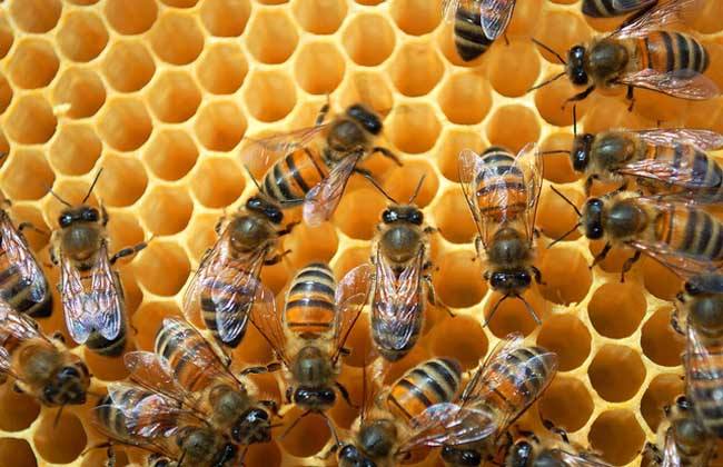 【蜜蜂養(yǎng)殖】什么人可以養(yǎng)蜜蜂? 什么人可以養(yǎng)蜜蜂?