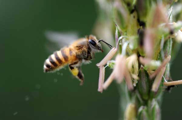 【蜜蜂知識】蜜蜂的養殖方法 蜜蜂的養殖方法