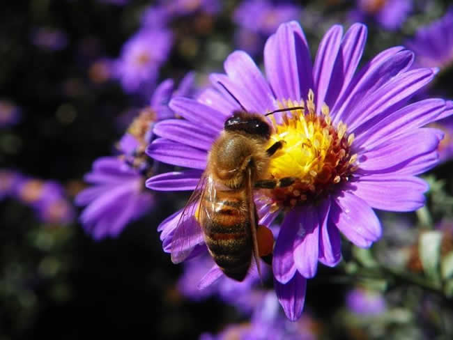 初學養蜂入門應該怎么做? 初學養蜂入門