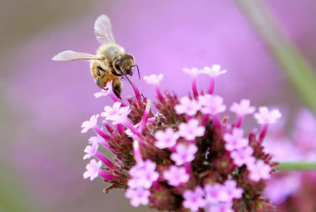 初學養蜂入門應該怎么做? 初學養蜂入門
