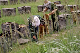 老式木桶養(yǎng)蜂怎么人工分蜂(木桶養(yǎng)蜂,如何進(jìn)行人工分蜂) 老式木桶養(yǎng)蜂怎么人工分蜂(木桶養(yǎng)蜂,如何進(jìn)行人工分蜂)