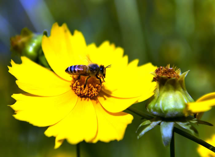 無王簡單分蜂法 無王簡單分蜂法