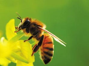 內(nèi)勤蜂是什么蜂(什么是內(nèi)勤蜂) 內(nèi)勤蜂是什么蜂(什么是內(nèi)勤蜂)