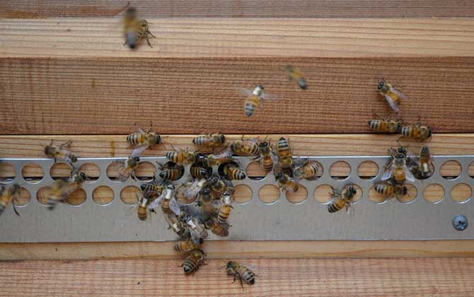 蜜蜂養殖有發展前景嗎(養蜂能賺到錢么）