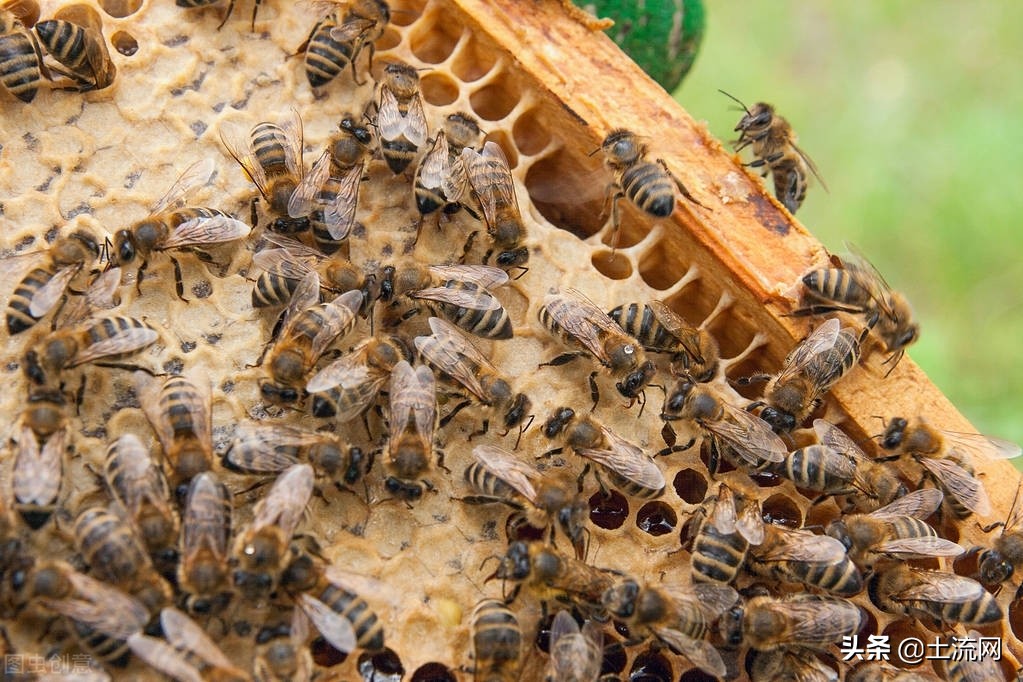 高加索蜂的飼養(yǎng)經驗（新手養(yǎng)殖蜜蜂技巧）