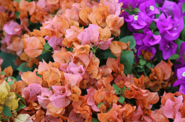 蜜源和花卉的區別(蜜源和花卉的定義) 蜜源和花卉的區別(蜜源和花卉的定義)