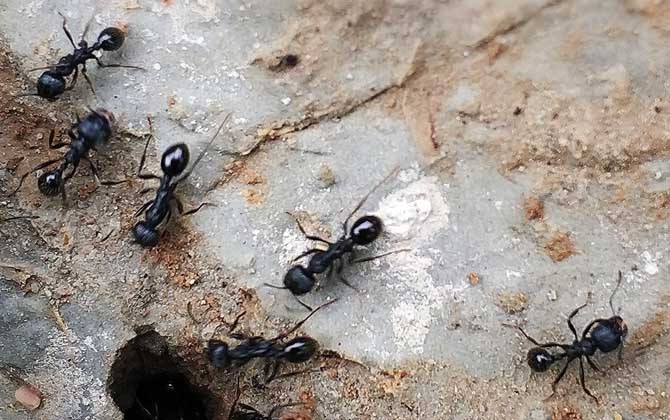 蜜蜂和螞蟻的相同之處是什么(蜜蜂和螞蟻的區別是什么) 蜜蜂和螞蟻的相同之處是什么(蜜蜂和螞蟻的區別是什么)