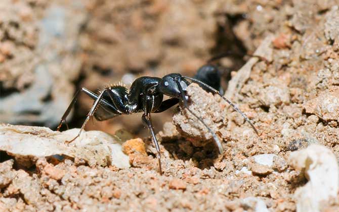 蜜蜂和螞蟻的相同之處是什么(蜜蜂和螞蟻的區別是什么) 蜜蜂和螞蟻的相同之處是什么(蜜蜂和螞蟻的區別是什么)