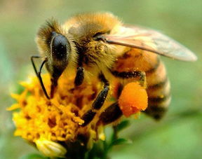 云貴高原中蜂在什么時候開始分蜂(蜜蜂什么時候分家最多) 云貴高原中蜂在什么時候開始分蜂(蜜蜂什么時候分家最多)