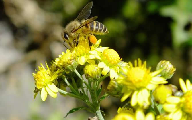 松丹二號(hào)與松丹一號(hào)哪個(gè)好(松丹一號(hào)蜂王與松丹二號(hào)蜂王區(qū)別) 松丹二號(hào)與松丹一號(hào)哪個(gè)好(松丹一號(hào)蜂王與松丹二號(hào)蜂王區(qū)別)