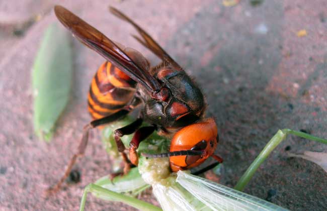 松丹二號(hào)與松丹一號(hào)哪個(gè)好(松丹一號(hào)蜂王與松丹二號(hào)蜂王區(qū)別) 松丹二號(hào)與松丹一號(hào)哪個(gè)好(松丹一號(hào)蜂王與松丹二號(hào)蜂王區(qū)別)