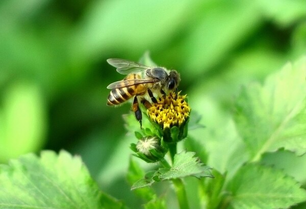 中蜂養(yǎng)殖實用技術(shù)大全（養(yǎng)中蜂的詳細技術(shù)方法和要點）