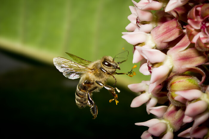 中蜂養(yǎng)殖實用技術(shù)大全（養(yǎng)中蜂的詳細技術(shù)方法和要點）