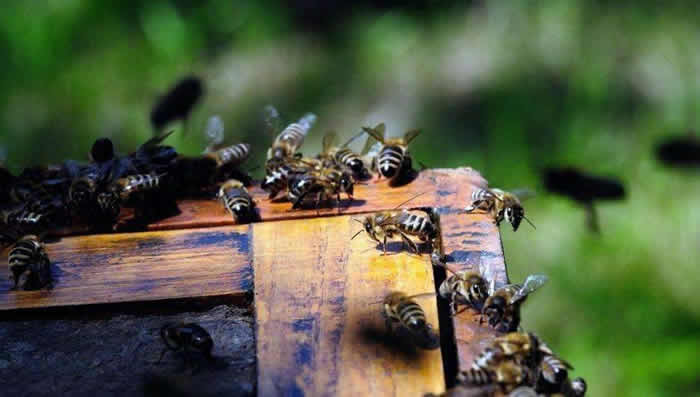 【蜜蜂知識】意大利蜜蜂什么時候秋繁? 意大利蜜蜂什么時候秋繁?