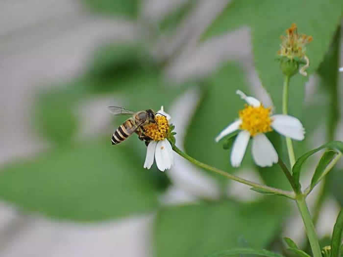 【蜜蜂知識】意大利蜜蜂什么時候秋繁? 意大利蜜蜂什么時候秋繁?