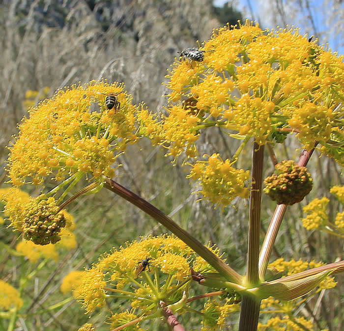 【蜜蜂知識】意大利蜜蜂什么時候秋繁? 意大利蜜蜂什么時候秋繁?