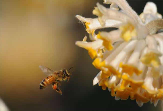 【蜜蜂知識】意大利蜜蜂什么時候秋繁? 意大利蜜蜂什么時候秋繁?