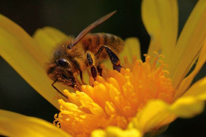 【蜜蜂知識】意大利蜜蜂什么時候秋繁? 意大利蜜蜂什么時候秋繁?