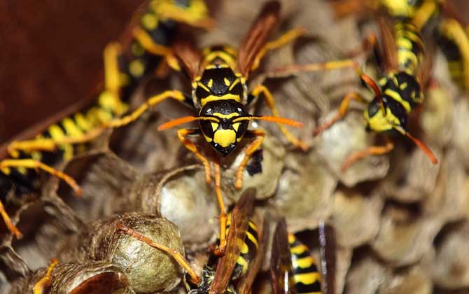 晚上捅完馬蜂窩馬蜂去哪了 晚上捅完馬蜂窩馬蜂去哪了