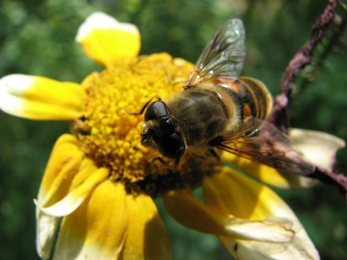 僵尸蜜蜂真的存在嗎？
