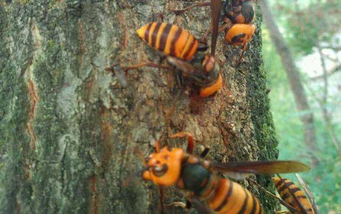 黑尾虎頭蜂多少錢一只（黑尾虎頭蜂市場價）