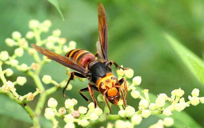 黑尾虎頭蜂多少錢一只（黑尾虎頭蜂市場價）