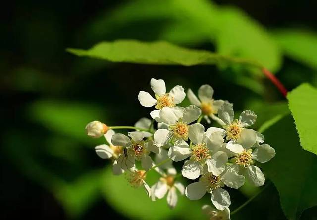 東北什么樹適合養蜂（東北養蜂最適合的蜜源樹種）