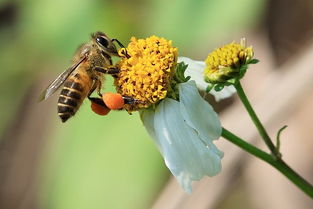 意蜂脫粉器能隔住中蜂王嗎(脫粉器有什么作用) 意蜂脫粉器能隔住中蜂王嗎(脫粉器有什么作用)