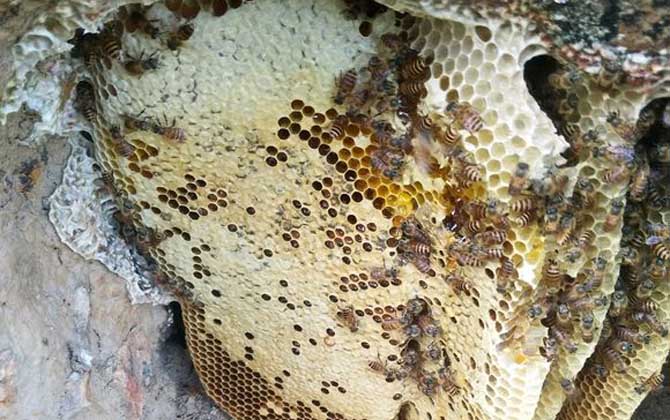 養(yǎng)中蜂最忌些什么東西?(中蜂養(yǎng)殖的注意事項) 養(yǎng)中蜂最忌些什么東西?(中蜂養(yǎng)殖的注意事項)