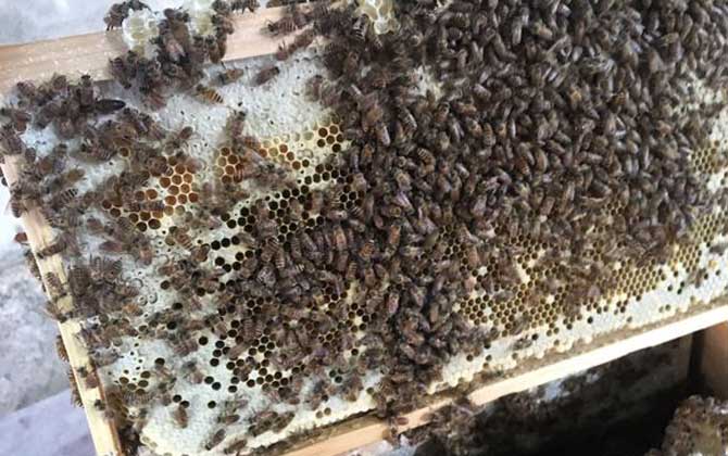 養(yǎng)中蜂最忌些什么東西?(中蜂養(yǎng)殖的注意事項) 養(yǎng)中蜂最忌些什么東西?(中蜂養(yǎng)殖的注意事項)