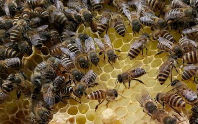 阿壩中蜂一群可分幾群(中蜂一年一群可繁幾群) 阿壩中蜂一群可分幾群(中蜂一年一群可繁幾群)