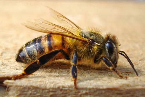 工蜂產(chǎn)的卵是什么蜂(產(chǎn)卵的工蜂長(zhǎng)什么樣子) 工蜂產(chǎn)的卵是什么蜂(產(chǎn)卵的工蜂長(zhǎng)什么樣子)