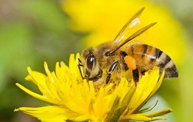 工蜂產(chǎn)的卵是什么蜂(產(chǎn)卵的工蜂長(zhǎng)什么樣子) 工蜂產(chǎn)的卵是什么蜂(產(chǎn)卵的工蜂長(zhǎng)什么樣子)