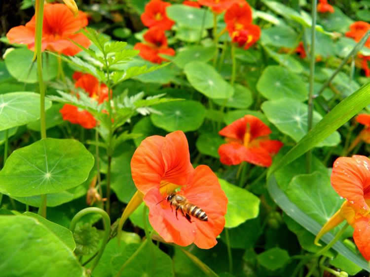 【蜜蜂知識(shí)】蜜蜂的資料有哪些內(nèi)容? 蜜蜂的資料有哪些內(nèi)容?