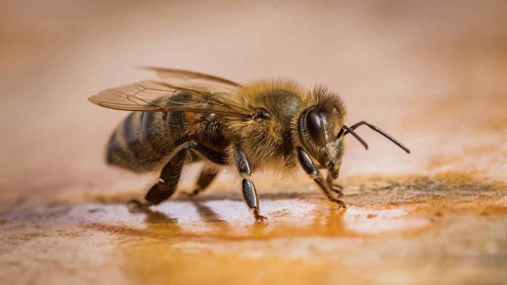 新手養蜂怎么樣投食(養蜂人飼喂蜂群的小技巧) 新手養蜂怎么樣投食(養蜂人飼喂蜂群的小技巧)