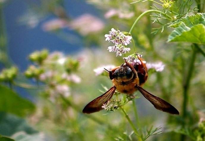 【蜜蜂知識】用什么方法可以趕走蜜蜂 用什么方法可以趕走蜜蜂