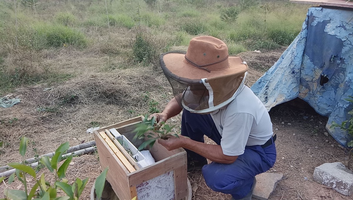 噠螨靈對蜜蜂有害嗎(噠螨靈對蚜蟲有效嗎) 噠螨靈對蜜蜂有害嗎(噠螨靈對蚜蟲有效嗎)