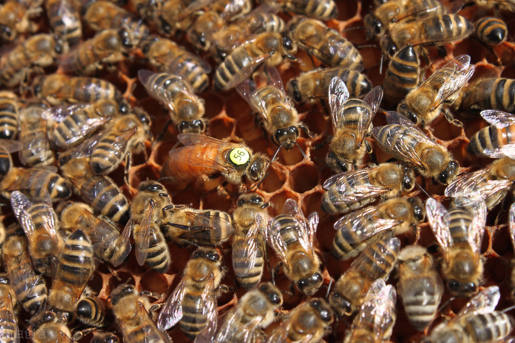 蜜蜂卵怎么分辨公母(蜜蜂的卵是什么樣子的 蜜蜂卵怎么分辨公母(蜜蜂的卵是什么樣子的